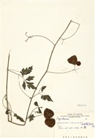 藏品(倒地鈴)的圖片